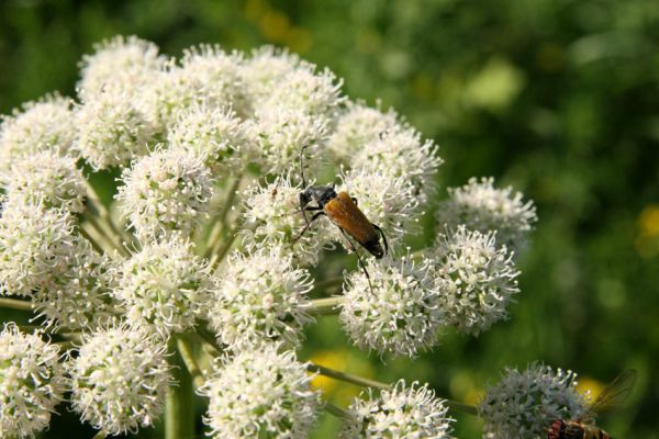 Albrechtice - Nová Ves, 24.7.2009
Na zalesněné louce u Novoveského rybníka... Tesařík Brachyleptura tesserula hoduje na květu miříkovité rostliny.
Klíčová slova: Albrechtice Nová Ves Brachyleptura tesserula