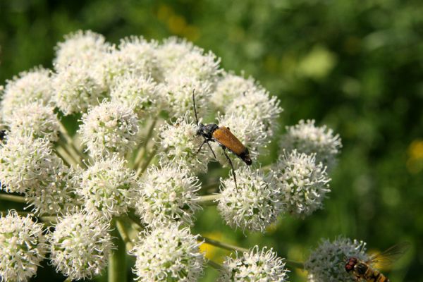 Albrechtice - Nová Ves, 24.7.2009
Na zalesněné louce u Novoveského rybníka... Tesařík Brachyleptura tesserula hoduje na květu miříkovité rostliny.
Mots-clés: Albrechtice Nová Ves Brachyleptura tesserula