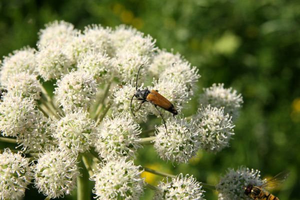 Albrechtice - Nová Ves, 24.7.2009
Na zalesněné louce u Novoveského rybníka... Tesařík Brachyleptura tesserula hoduje na květu miříkovité rostliny.
Mots-clés: Albrechtice Nová Ves Brachyleptura tesserula