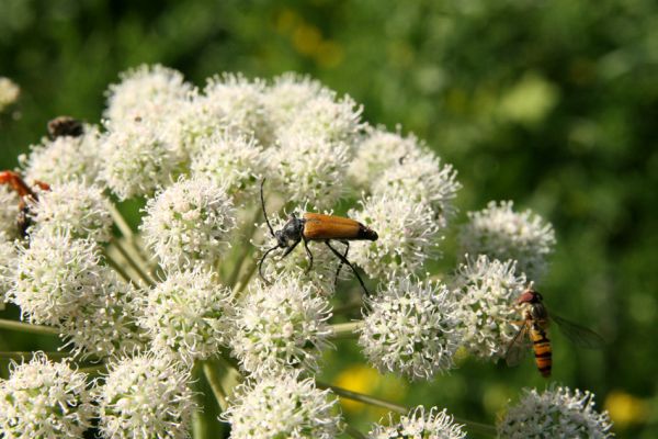 Albrechtice - Nová Ves, 24.7.2009
Na zalesněné louce u Novoveského rybníka... Tesařík Brachyleptura tesserula hoduje na květu miříkovité rostliny.
Klíčová slova: Albrechtice Nová Ves Brachyleptura tesserula