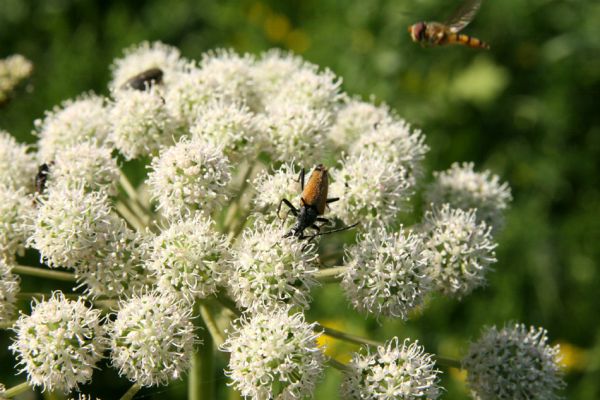 Albrechtice - Nová Ves, 24.7.2009
Na zalesněné louce u Novoveského rybníka... Tesařík Brachyleptura tesserula hoduje na květu miříkovité rostliny.
Klíčová slova: Albrechtice Nová Ves Brachyleptura tesserula