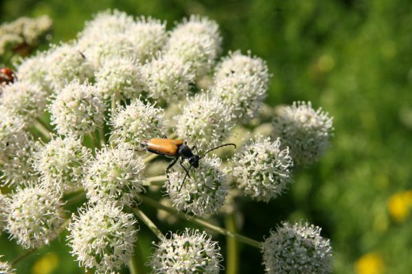 Albrechtice - Nová Ves, 24.7.2009
Na zalesněné louce u Novoveského rybníka... Tesařík Brachyleptura tesserula hoduje na květu miříkovité rostliny.
Klíčová slova: Albrechtice Nová Ves Brachyleptura tesserula