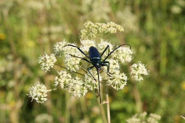 Albrechtice - Nová Ves, 24.7.2009
Na zalesněné louce u Novoveského rybníka... Tesařík pižmový hoduje na květu miříkovité rostliny.
Klíčová slova: Albrechtice Nová Ves Aromia moschata