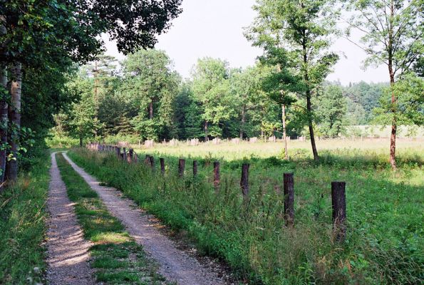 Albrechtice - Nová Ves, 26.7.2005
Podmáčená louka u Novoveského rybníka, čerstvě osázená olšemi. Biotop tesaříka Brachyleptura tesserula.
Klíčová slova: Albrechtice Nová Ves Brachyleptura tesserula