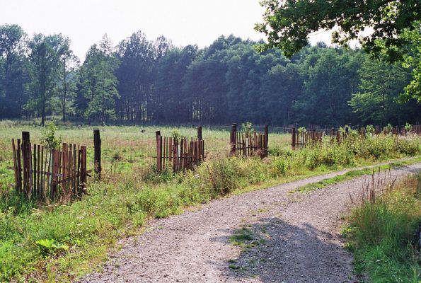 Albrechtice - Nová Ves, 26.7.2005
Podmáčená louka u Novoveského rybníka, čerstvě osázená smrky. Biotop tesaříka Brachyleptura tesserula.
Schlüsselwörter: Albrechtice Nová Ves Brachyleptura tesserula