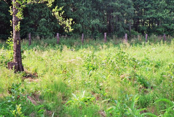 Albrechtice - Nová Ves, 26.7.2005
Podmáčená louka u Novoveského rybníka, čerstvě osázená olšemi. Biotop tesaříka Brachyleptura tesserula.
Klíčová slova: Albrechtice Nová Ves Brachyleptura tesserula