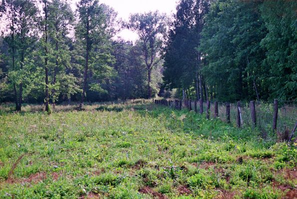 Albrechtice - Nová Ves, 26.7.2005
Podmáčená louka u Novoveského rybníka, čerstvě osázená smrky a olšemi. Biotop tesaříka Brachyleptura tesserula.
Schlüsselwörter: Albrechtice Nová Ves Brachyleptura tesserula