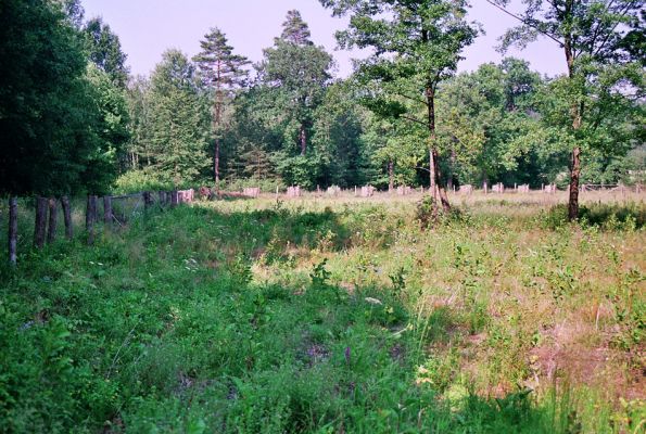 Albrechtice - Nová Ves, 26.7.2005
Podmáčená louka u Novoveského rybníka, čerstvě osázená olšemi. Biotop tesaříka Brachyleptura tesserula.
Klíčová slova: Albrechtice Nová Ves Brachyleptura tesserula