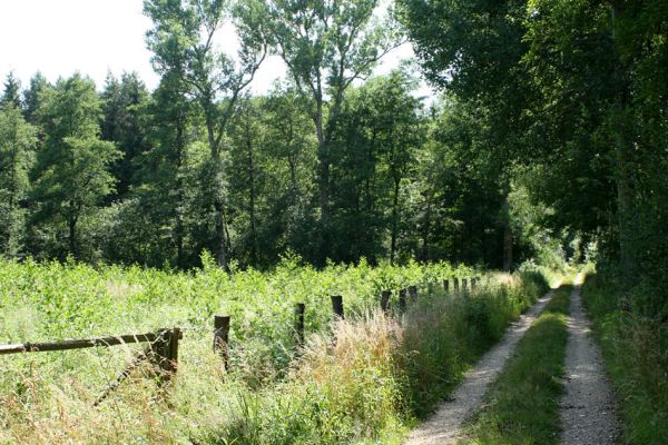 Albrechtice - Nová Ves, 8.7.2007
Mladé olše na bývalé podmáčené louce u Novoveského rybníka se mají čile k světu. Miříkovitým rostlinám a s nimi i tesaříkům Brachyleptura tesserula nastávají zlé časy.
Schlüsselwörter: Albrechtice Nová Ves Brachyleptura tesserula