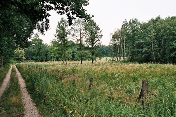 Albrechtice - Nová Ves, 9.7.2006
Podmáčená louka u Novoveského rybníka. Zasazené olše jsou ještě malé, dominují miříkovité rostliny. Biotop tesaříka Brachyleptura tesserula.
Mots-clés: Albrechtice Nová Ves Brachyleptura tesserula