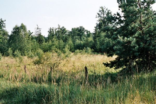 Albrechtice - Nová Ves, 9.7.2006
Podmáčená louka u Novoveského potoka. Zasazené olše a smrky jsou ještě malé, dominují miříkovité rostliny. Biotop tesaříka Brachyleptura tesserula.
Mots-clés: Albrechtice Nová Ves Brachyleptura tesserula