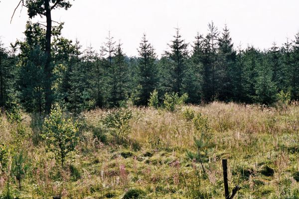 Albrechtice - Nová Ves, 9.7.2006
Podmáčená louka u Novoveského potoka. Zasazené stromky jsou ještě malé, dominují miříkovité rostliny. Biotop tesaříka Brachyleptura tesserula.
Keywords: Albrechtice Nová Ves Brachyleptura tesserula