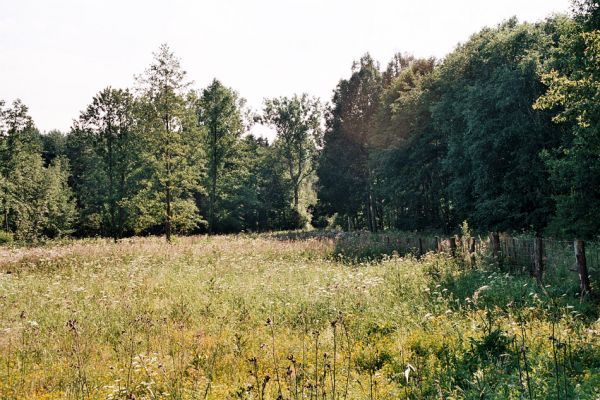 Albrechtice - Nová Ves, 9.7.2006
Podmáčená louka u Novoveského rybníka. Zasazené olše a smrky jsou ještě malé, dominují miříkovité rostliny. Biotop tesaříka Brachyleptura tesserula.
Keywords: Albrechtice Nová Ves Brachyleptura tesserula