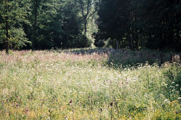 Albrechtice - Nová Ves, 9.7.2006
Podmáčená louka u Novoveského rybníka. Vysázené olše jsou ještě malé, dominují miříkovité rostliny. Biotop tesaříka Brachyleptura tesserula.
Klíčová slova: Albrechtice Nová Ves Brachyleptura tesserula