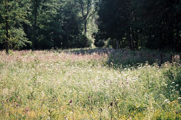 Albrechtice - Nová Ves, 9.7.2006
Podmáčená louka u Novoveského rybníka. Vysázené olše jsou ještě malé, dominují miříkovité rostliny. Biotop tesaříka Brachyleptura tesserula.
Klíčová slova: Albrechtice Nová Ves Brachyleptura tesserula