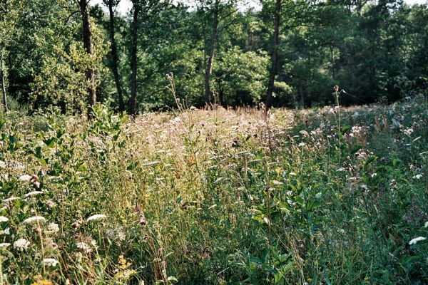 Albrechtice - Nová Ves, 9.7.2006
Podmáčená louka u Novoveského rybníka. Zasazené olše jsou ještě malé, dominují miříkovité rostliny. Biotop tesaříka Brachyleptura tesserula.
Keywords: Albrechtice Nová Ves Brachyleptura tesserula