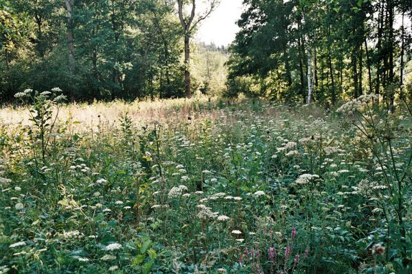 Albrechtice - Nová Ves, 9.7.2006
Podmáčená louka u Novoveského rybníka. Zasazené olše jsou ještě malé, dominují miříkovité rostliny. Biotop tesaříka Brachyleptura tesserula.
Schlüsselwörter: Albrechtice Nová Ves Brachyleptura tesserula