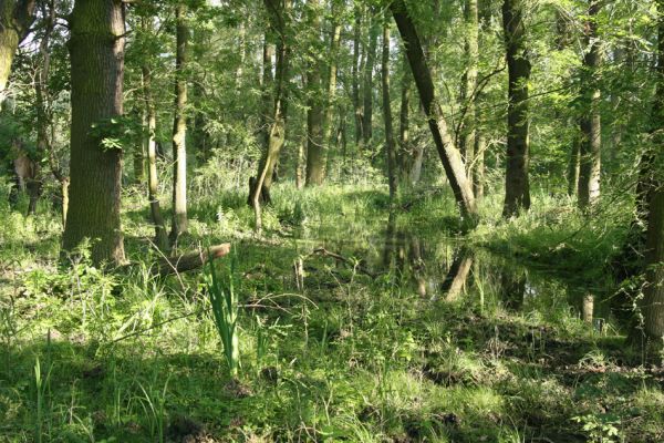 Nové Mlýny, 14.6.2009
Křivé jezero - lužní les.
Klíčová slova: Přítluky Nové Mlýny Křivé jezero Dirrhagofarsus attenuatus