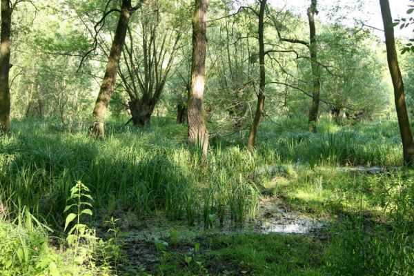 Nové Mlýny, 14.6.2009
Křivé jezero - lužní les.
Klíčová slova: Přítluky Nové Mlýny Křivé jezero