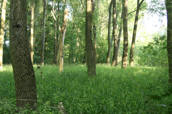 Přítluky, Nové Mlýny, 14.6.2009
Křivé jezero.
Klíčová slova: Přítluky Nové Mlýny Křivé jezero Dirrhagofarsus attenuatus