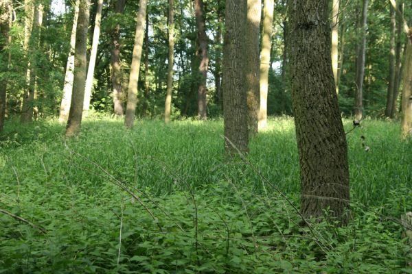 Nové Mlýny, 14.6.2009
Křivé jezero - lužní les.
Klíčová slova: Přítluky Nové Mlýny Křivé jezero Hylis olexai