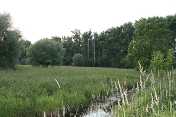 Nové Mlýny, 14.6.2009
Křivé jezero - lužní les.
Schlüsselwörter: Přítluky Nové Mlýny Křivé jezero