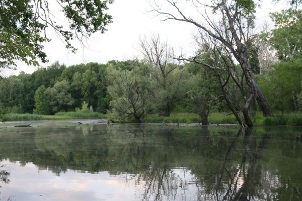 Nové Mlýny, 18.6.2009
Křivé jezero - lužní les.
Schlüsselwörter: Přítluky Nové Mlýny Křivé jezero