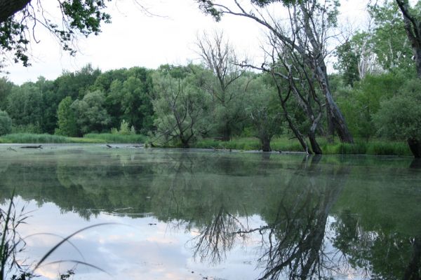 Nové Mlýny, 18.6.2009
Křivé jezero - lužní les. 
Klíčová slova: Přítluky Nové Mlýny Křivé jezero