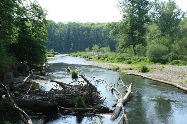 Nové Zámky, řeka Morava, 14.5.2007
Štěrkové a písčité náplavy na březích meandrující Moravy. V jejím korytě je napadáno větší množství podemletých kmenů.
Keywords: Litovelské Pomoraví Nové Zámky Morava Negastrius pulchellus Zorochros dermestoides