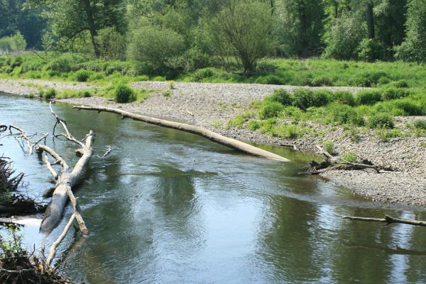 Nové Zámky, řeka Morava, 14.5.2007
Štěrkové a písčité náplavy na březích meandrující Moravy. Druhová pestrost je zde menší než na náplavech u nedaleké Střeně. Chybí zde již druhy Negastrius sabulicola a Zorochros quadriguttatus
Keywords: Litovelské Pomoraví Nové Zámky Morava Negastrius pulchellus Zorochros dermestoides