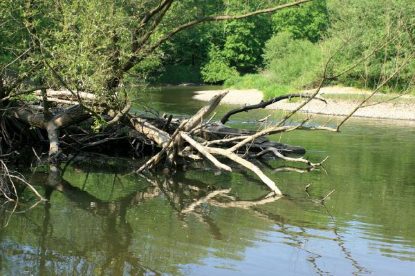 Nové Zámky, řeka Morava, 14.5.2007
Štěrkové a písčité náplavy na březích meandrující Moravy. V jejím korytě je napadáno větší množství podemletých kmenů.
Mots-clés: Litovelské Pomoraví Nové Zámky Morava Negastrius pulchellus Zorochros dermestoides