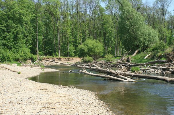 Nové Zámky, řeka Morava, 14.5.2007
Štěrkové a písčité náplavy na březích meandrující Moravy. V jejím korytě je napadáno větší množství podemletých kmenů.
Keywords: Litovelské Pomoraví Nové Zámky Morava Negastrius pulchellus Zorochros dermestoides