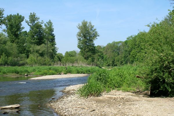 Nové Zámky, řeka Morava, 14.5.2007
Štěrkové a písčité náplavy na březích meandrující Moravy.
Schlüsselwörter: Nové Zámky Morava Negastrius pulchellus Zorochros dermestoides