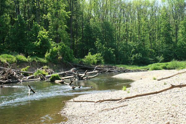 Nové Zámky, řeka Morava, 14.5.2007
Štěrkové a písčité náplavy na březích meandrující Moravy. V jejím korytě je napadáno větší množství podemletých kmenů.
Keywords: Litovelské Pomoraví Nové Zámky Morava Negastrius pulchellus Zorochros dermestoides