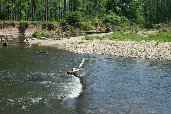 Nové Zámky, řeka Morava, 14.5.2007
Štěrkové a písčité náplavy na březích meandrující Moravy. V jejím korytě je napadáno větší množství podemletých kmenů.
Keywords: Litovelské Pomoraví Nové Zámky Morava Negastrius pulchellus Zorochros dermestoides