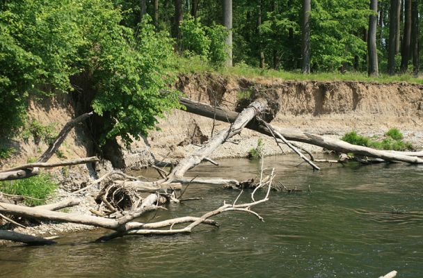 Nové Zámky, řeka Morava, 14.5.2007
V korytě meandrující Moravy je napadáno větší množství podemletých kmenů.
Klíčová slova: Litovelské Pomoraví Nové Zámky Morava