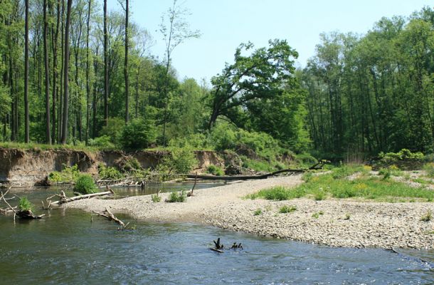 Nové Zámky, řeka Morava, 14.5.2007
Štěrkové a písčité náplavy na březích meandrující Moravy. V jejím korytě je napadáno větší množství podemletých kmenů. 
Klíčová slova: Litovelské Pomoraví Nové Zámky Morava Negastrius pulchellus Zorochros dermestoides