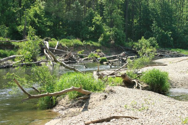 Nové Zámky, řeka Morava, 14.5.2007
Štěrkové a písčité náplavy na březích meandrující Moravy - biotop kovaříků Negastrius pulchellus a Zorochros dermestoides. V jejím korytě je napadáno větší množství podemletých kmenů. 
Mots-clés: Litovelské Pomoraví Nové Zámky Morava Negastrius pulchellus Zorochros dermestoides