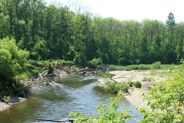 Nové Zámky, řeka Morava, 14.5.2007
Štěrkové a písčité náplavy na březích meandrující Moravy. V jejím korytě je napadáno větší množství podemletých kmenů. 
Klíčová slova: Litovelské Pomoraví Nové Zámky Morava Negastrius pulchellus Zorochros dermestoides