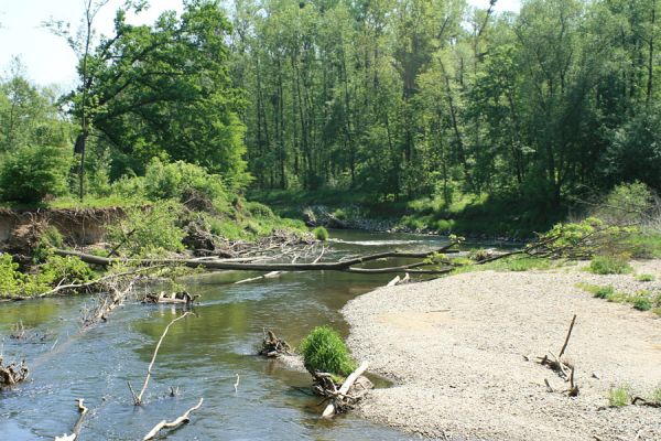 Nové Zámky, řeka Morava, 14.5.2007
Štěrkové a písčité náplavy na březích meandrující Moravy. V jejím korytě je napadáno větší množství podemletých kmenů. U okraje rezervace Vrapač jsou její břehy regulovány kamennými násypy.
Mots-clés: Litovelské Pomoraví Nové Zámky Morava Negastrius pulchellus Zorochros dermestoides