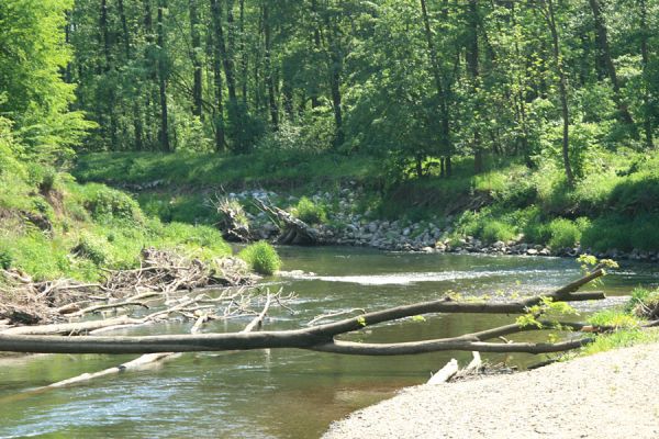 Nové Zámky, řeka Morava, 14.5.2007
Štěrkové a písčité náplavy na březích meandrující Moravy. V jejím korytě je napadáno větší množství podemletých kmenů. U okraje rezervace Vrapač jsou její břehy regulovány kamennými násypy.
Mots-clés: Litovelské Pomoraví Nové Zámky Morava Negastrius pulchellus Zorochros dermestoides