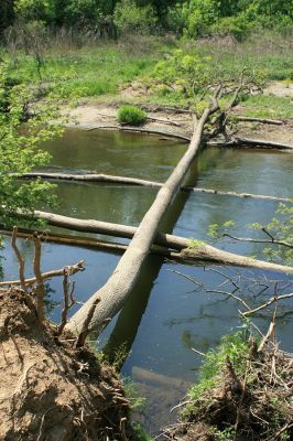 Nové Zámky, řeka Morava, 14.5.2007
Štěrkové a písčité náplavy na březích meandrující Moravy. V jejím korytě je napadáno větší množství podemletých kmenů. Na snímku přírodní přechod do rezervace Vrapač.
Klíčová slova: Litovelské Pomoraví Nové Zámky Morava Negastrius pulchellus Zorochros dermestoides