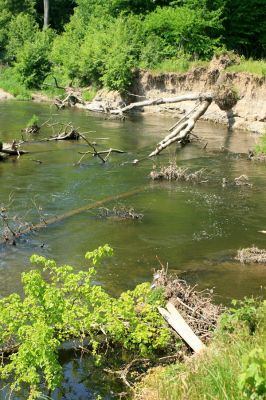 Nové Zámky, řeka Morava, 14.5.2007
V korytě meandrující Moravy je napadáno větší množství podemletých kmenů. 
Klíčová slova: Litovelské Pomoraví Nové Zámky Morava