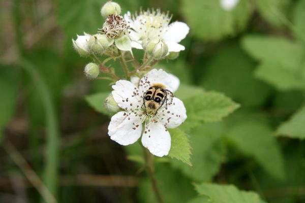 Nymburk, vozovka, 28.5.2009
Zdobenec Trichius rosaceus na květu ostružiníku.
Klíčová slova: Nymburk vozovka Trichius rosaceus