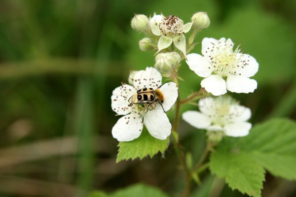 Nymburk, vozovka, 28.5.2009
Zdobenec Trichius rosaceus na květu ostružiníku.
Schlüsselwörter: Nymburk vozovka Trichius rosaceus