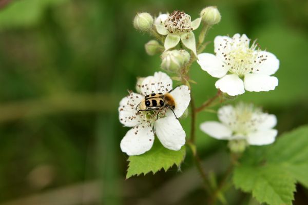 Nymburk, vozovka, 28.5.2009
Zdobenec Trichius rosaceus na květu ostružiníku.
Klíčová slova: Nymburk vozovka Trichius rosaceus