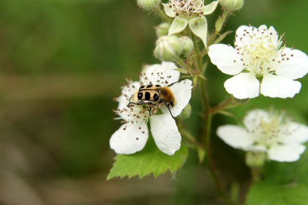 Nymburk, vozovka, 28.5.2009
Zdobenec Trichius rosaceus na květu ostružiníku.
Mots-clés: Nymburk vozovka Trichius rosaceus