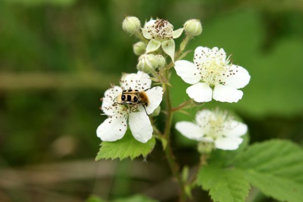 Nymburk, vozovka, 28.5.2009
Zdobenec Trichius rosaceus na květu ostružiníku.
Schlüsselwörter: Nymburk vozovka Trichius rosaceus