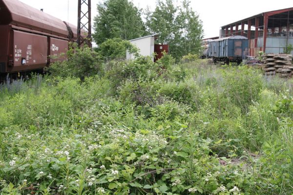 Nymburk, vozovka, 28.5.2009
Nevyužívané ploch rychle zarůstají ostružiníkem a dalšími rostlinami. Biotop zdobence Trichius rosaceus.
Mots-clés: Nymburk vozovka Trichius rosaceus