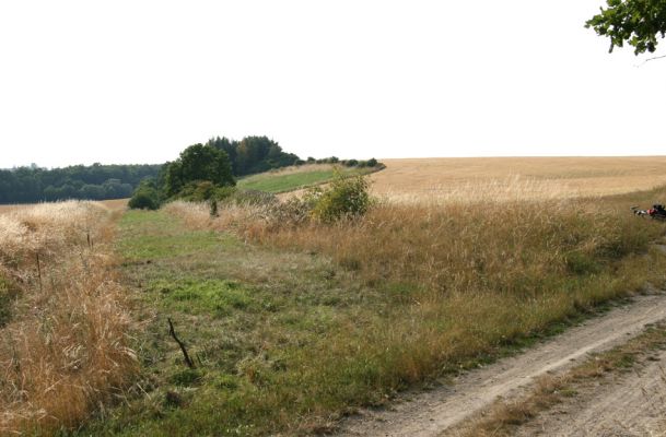 Semechnice, 31.7.2008
Stepní vegetace na mezi na jihozápadním okraji vrchu Chlum. Pohled na západ k vrchu Pustina. Mezi travinami je hojně zastoupena válečka prapořitá (Brachypodium pinnatum). Biotop kovaříka Agriotes gallicus.
Schlüsselwörter: Semechnice Pustina step Agriotes gallicus